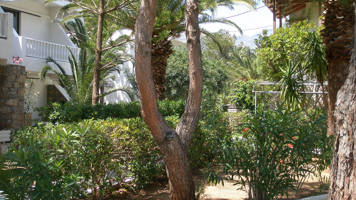 Avra Palm - NR