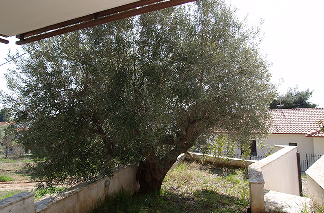 Albatros Maisonette - NR