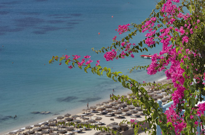 Myconian Royal (Myconian Collection)